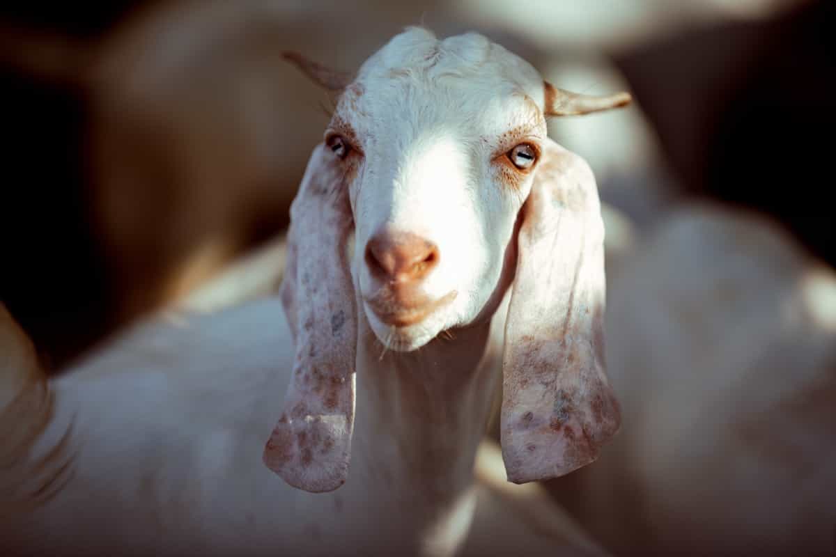 Tellicherry Goat